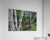 Highland Park 9 Acrylic Print