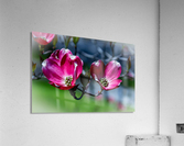 Dogwood 2 Acrylic Print