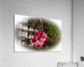 Dogwood 4 Acrylic Print