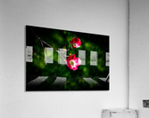 Dogwood Acrylic Print