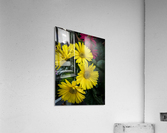 Gerbera Daisy Acrylic Print