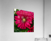 Gerbera Daisy Acrylic Print