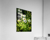 Wildflowers Acrylic Print