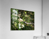 Daisy Cluster Acrylic Print