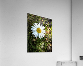 White Daisy Acrylic Print