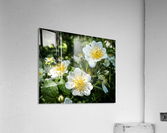White Wildflowers  Acrylic Print