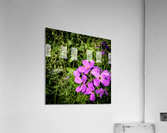 Purple Wildflower  Acrylic Print