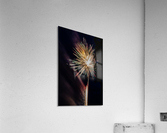 Fireworks 2019 41 Acrylic Print