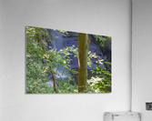 Carpenter Falls 5 Acrylic Print