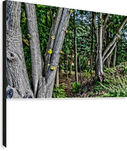Highland Park 9 Canvas Print