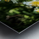 White Wildflowers  Metal print