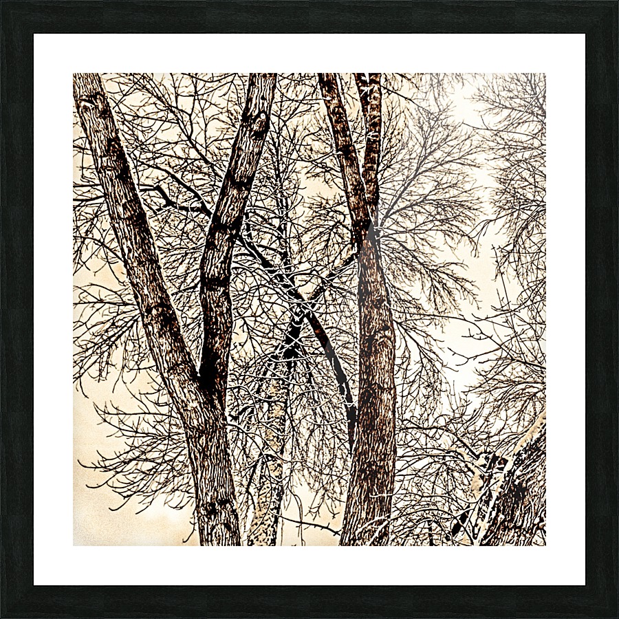trees Picture Frame print