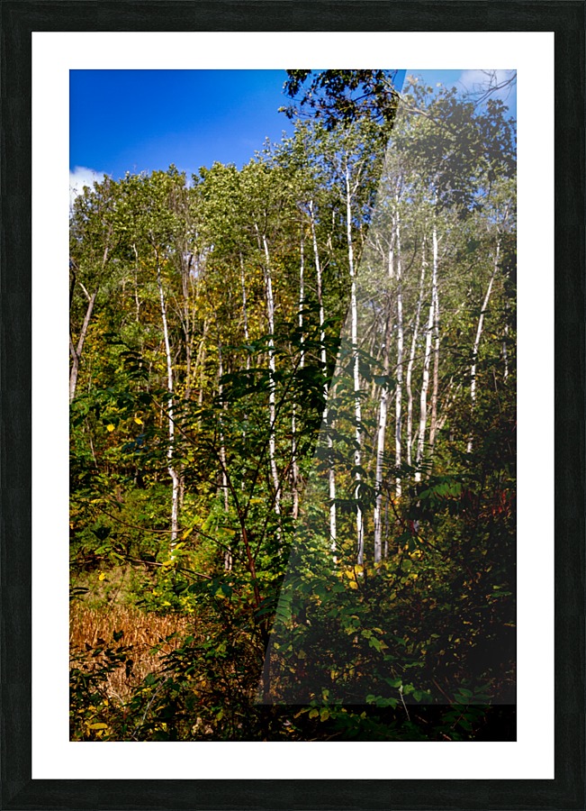 The Birches  Picture Frame print