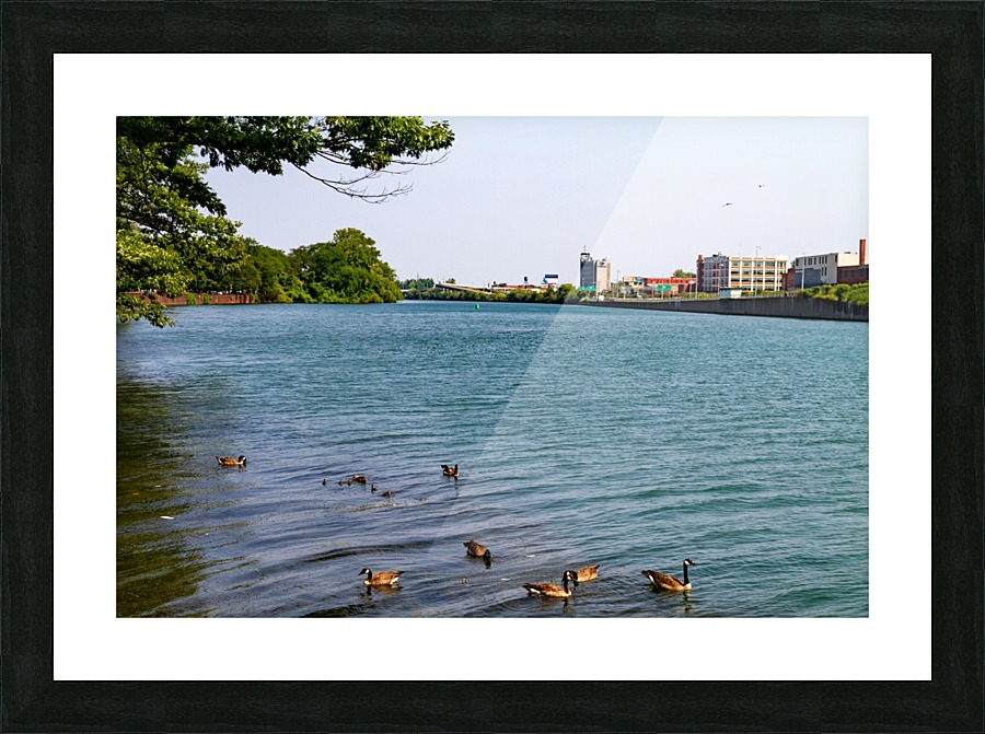 canal ducks Picture Frame print
