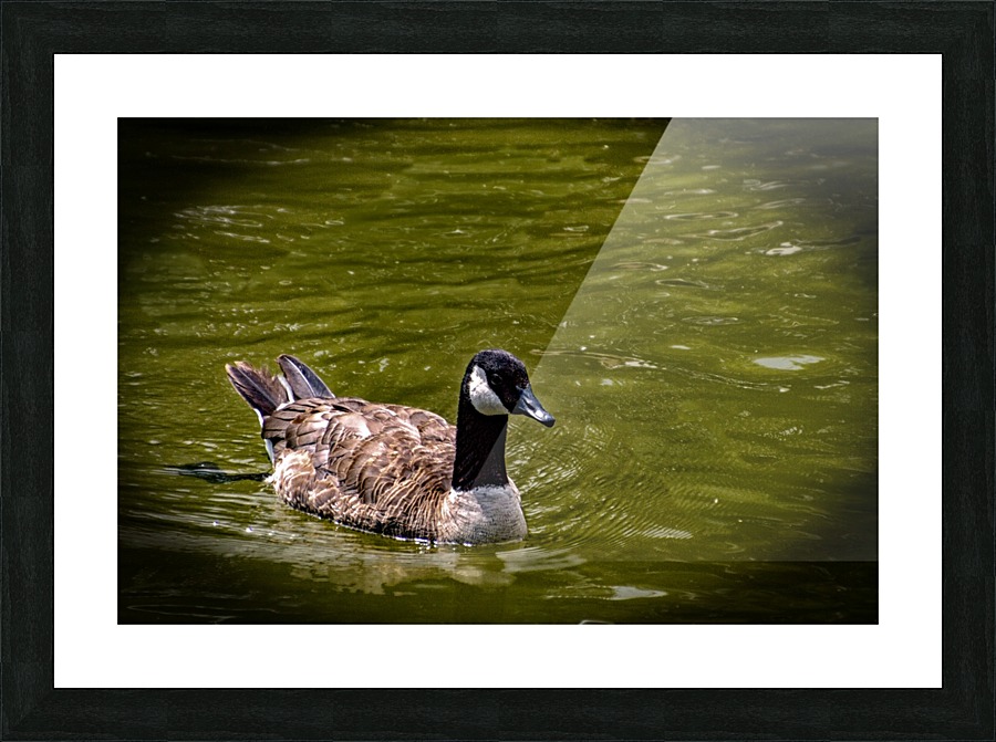 Summer Swim Picture Frame print