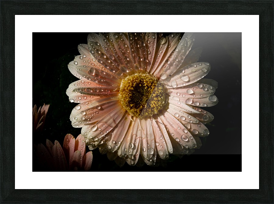 Daisy rain drop 3 Picture Frame print