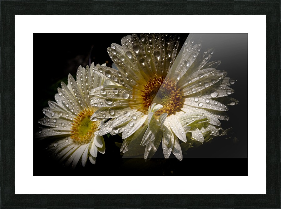 Daisy rain drop Picture Frame print