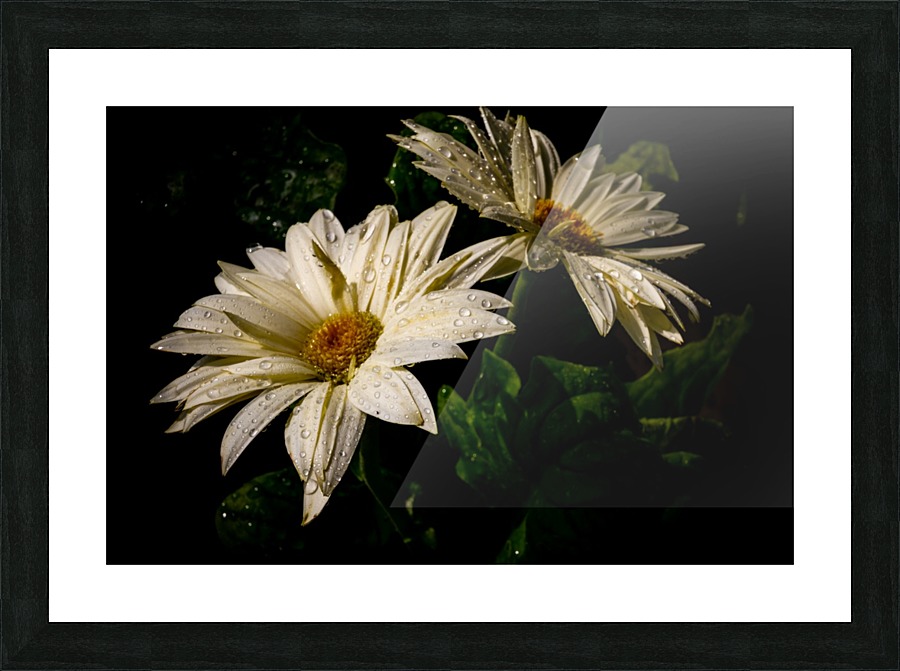 Daisy rain drop 2 Picture Frame print