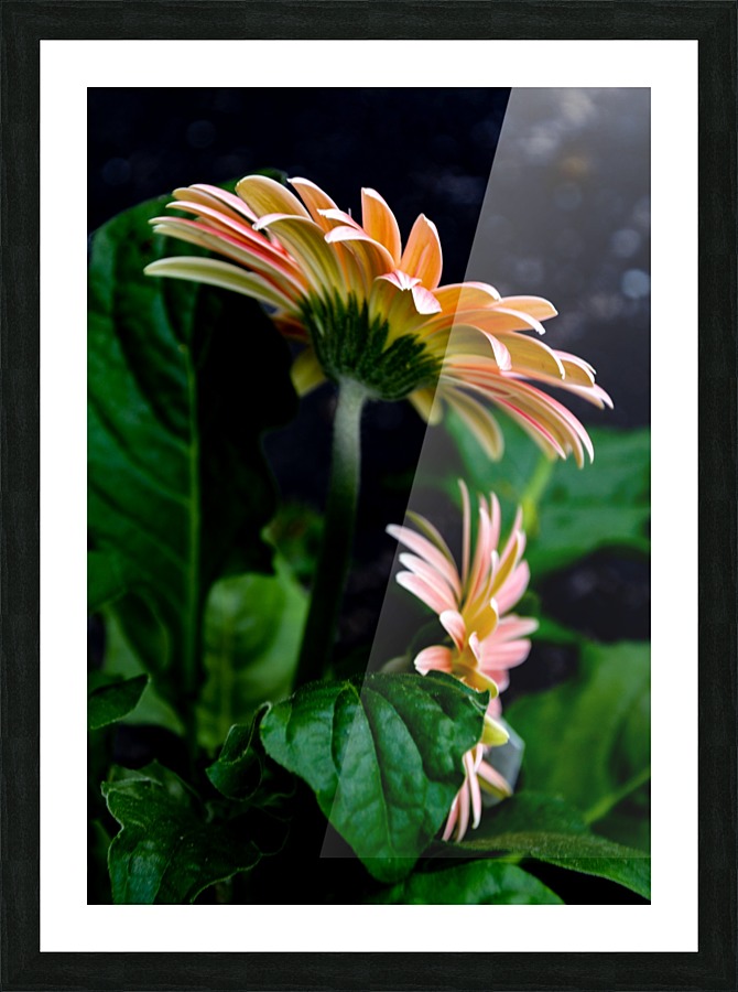 Daisy 5 Picture Frame print