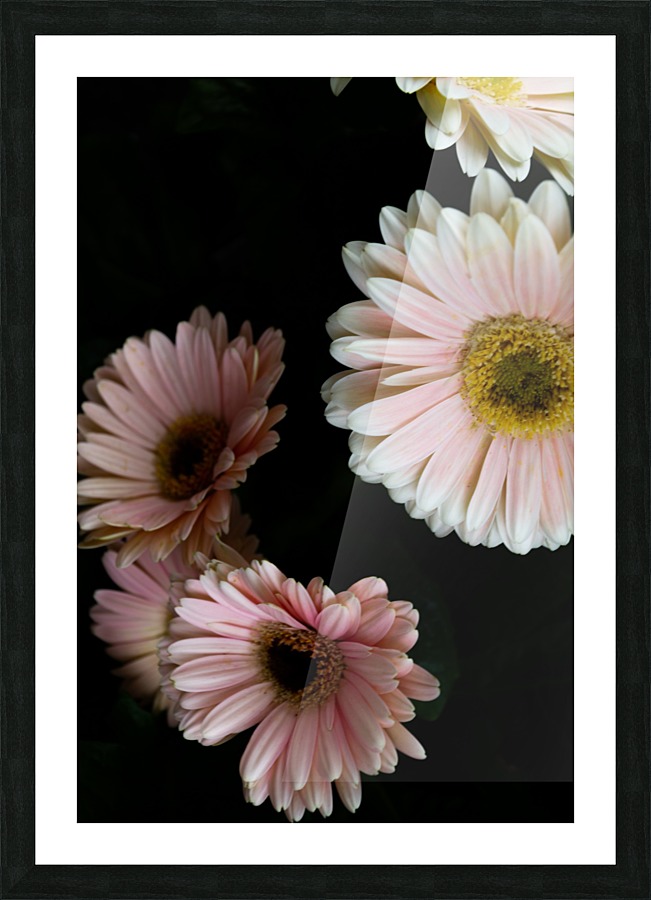 Daisy 3 Picture Frame print