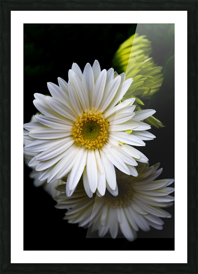 Daisy 6 Picture Frame print