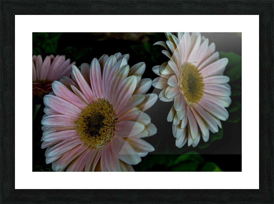 Daisy Picture Frame print