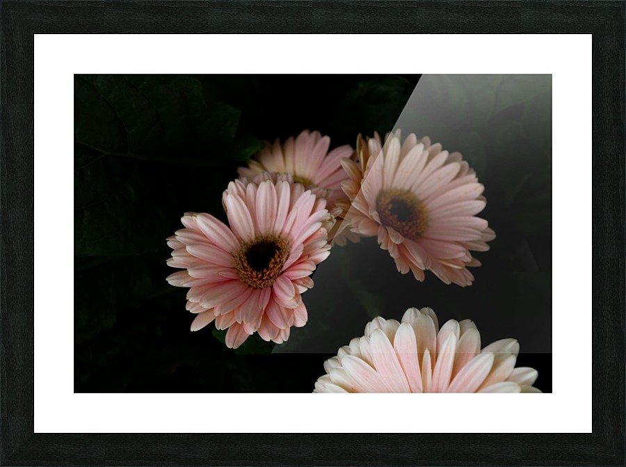 Daisy 2 Picture Frame print