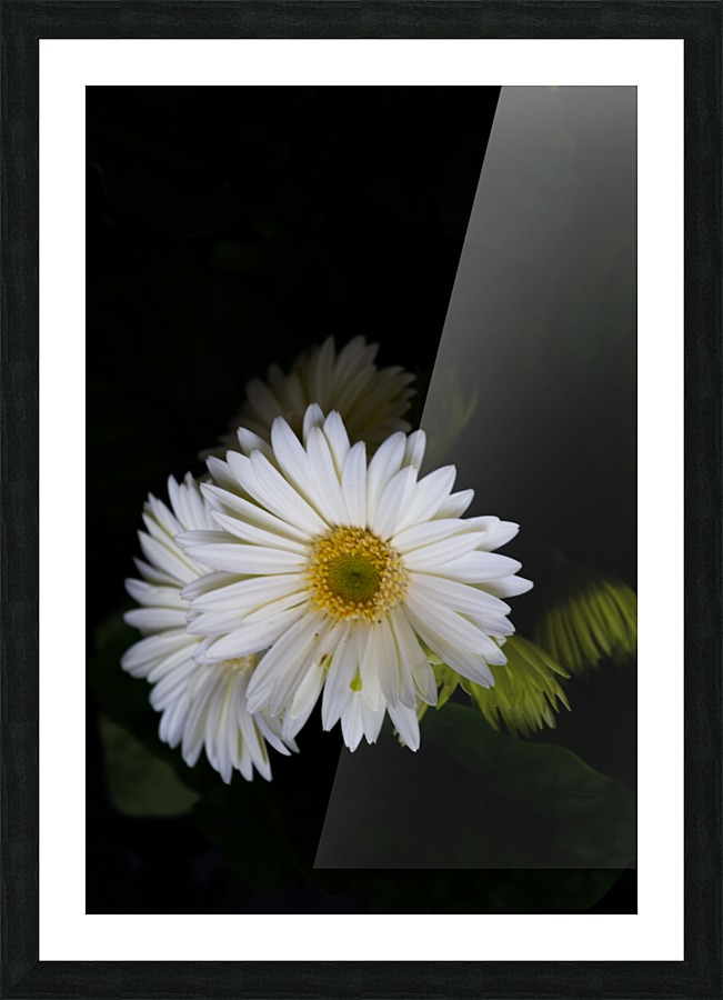 Daisy 4 Picture Frame print