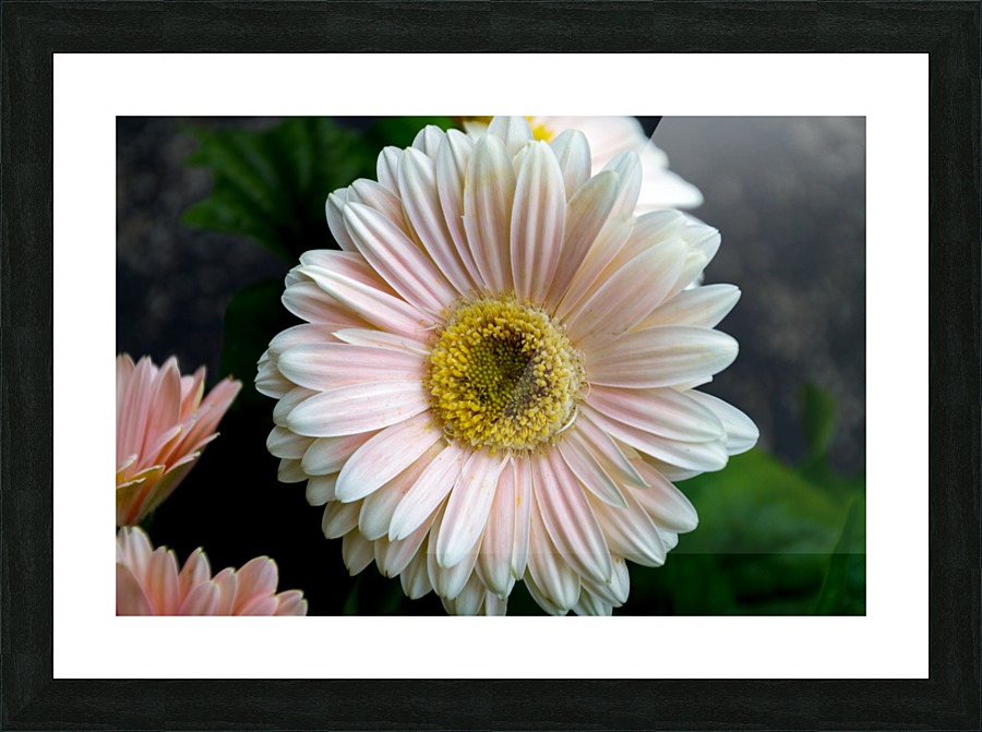 Daisy 7 Picture Frame print