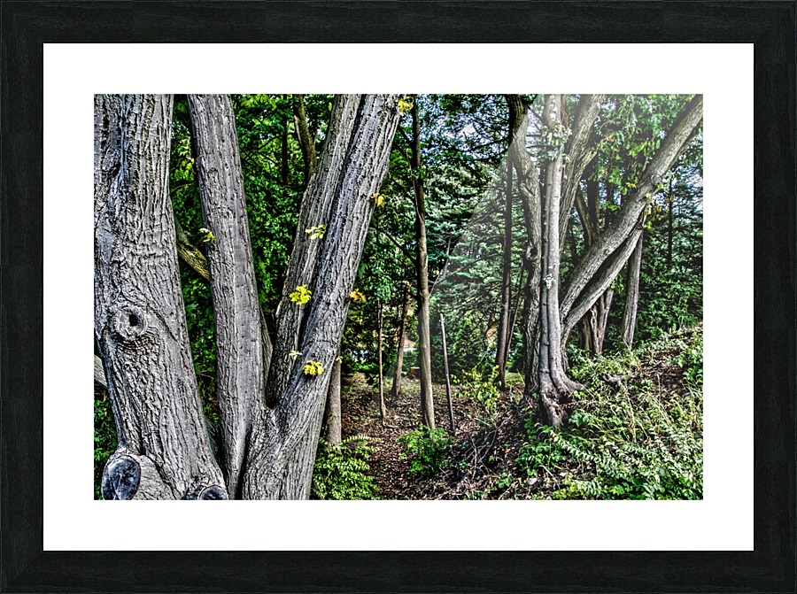 Highland Park 9 Picture Frame print