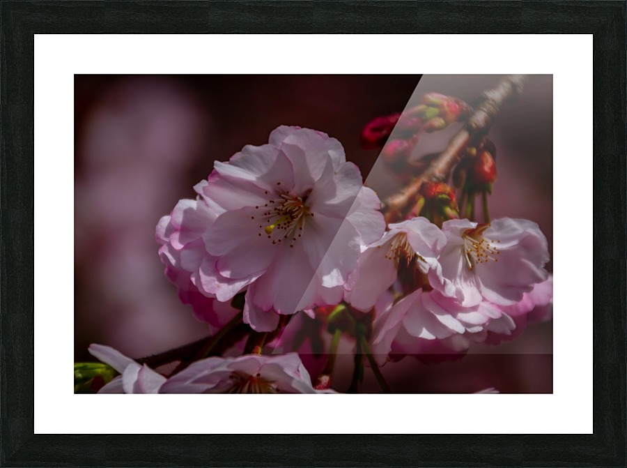 Spring Arrives Picture Frame print