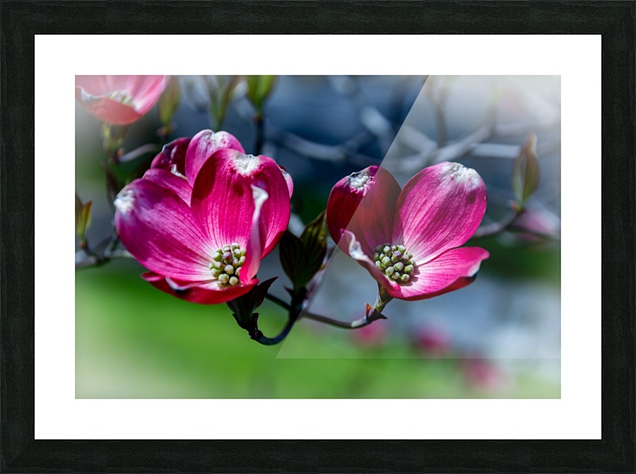 Dogwood 2 Picture Frame print