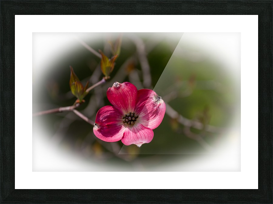 Dogwood 4 Picture Frame print