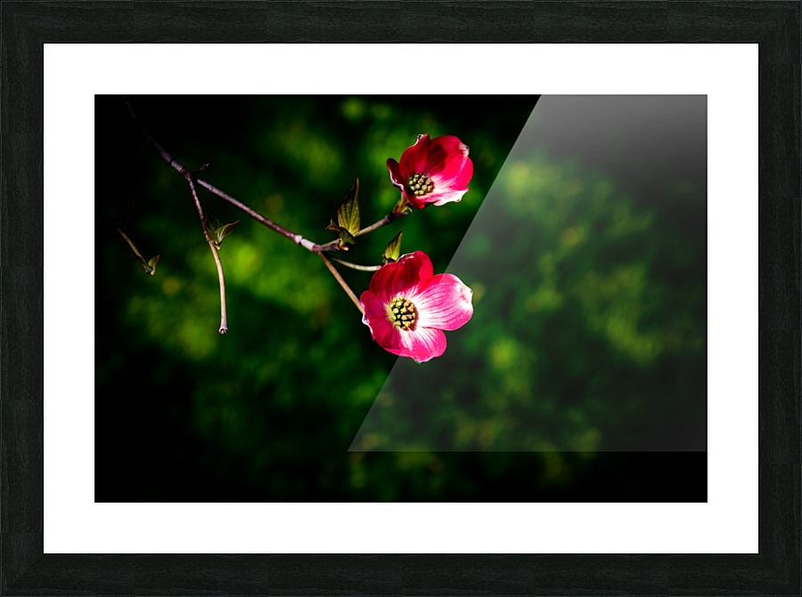 Dogwood Picture Frame print