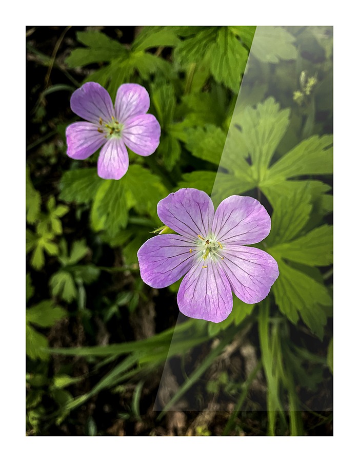 Wildflower Picture Frame print