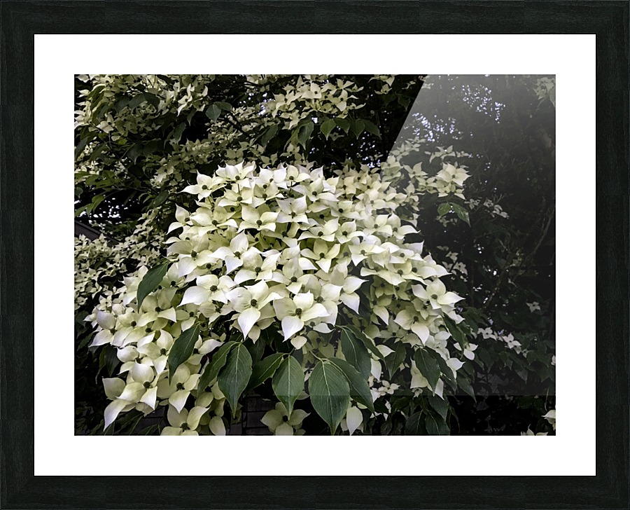 Dogwood Clusters  Picture Frame print