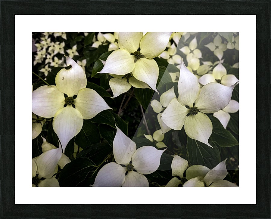 Dogwood Tree Picture Frame print