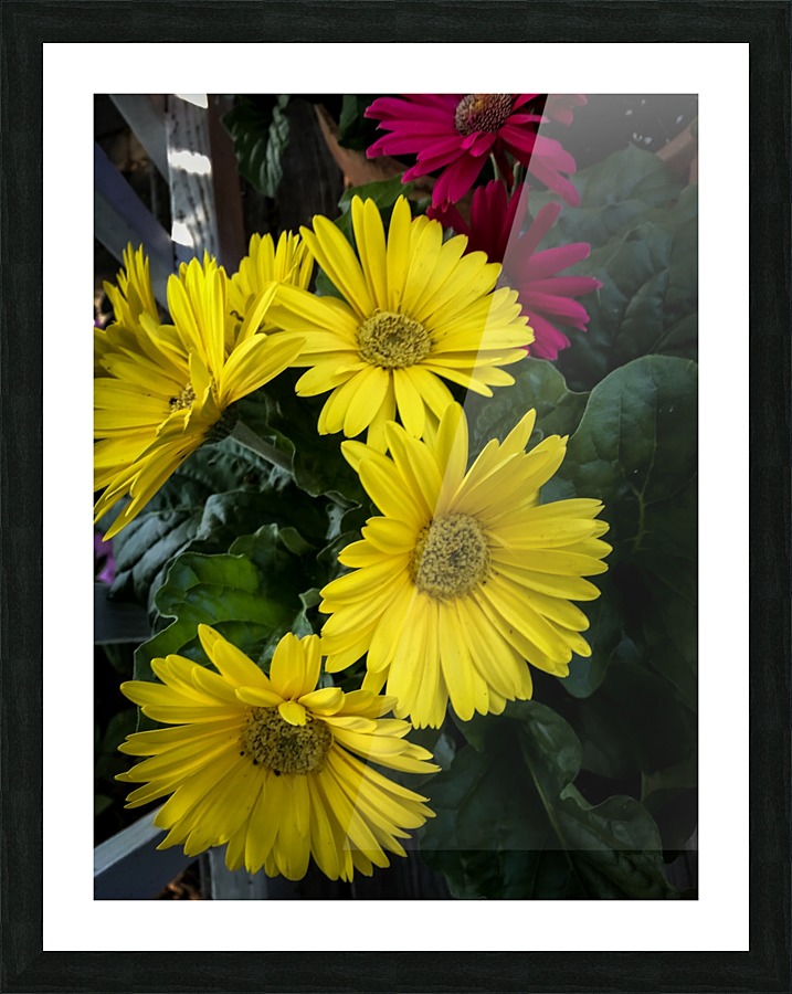 Gerbera Daisy Picture Frame print