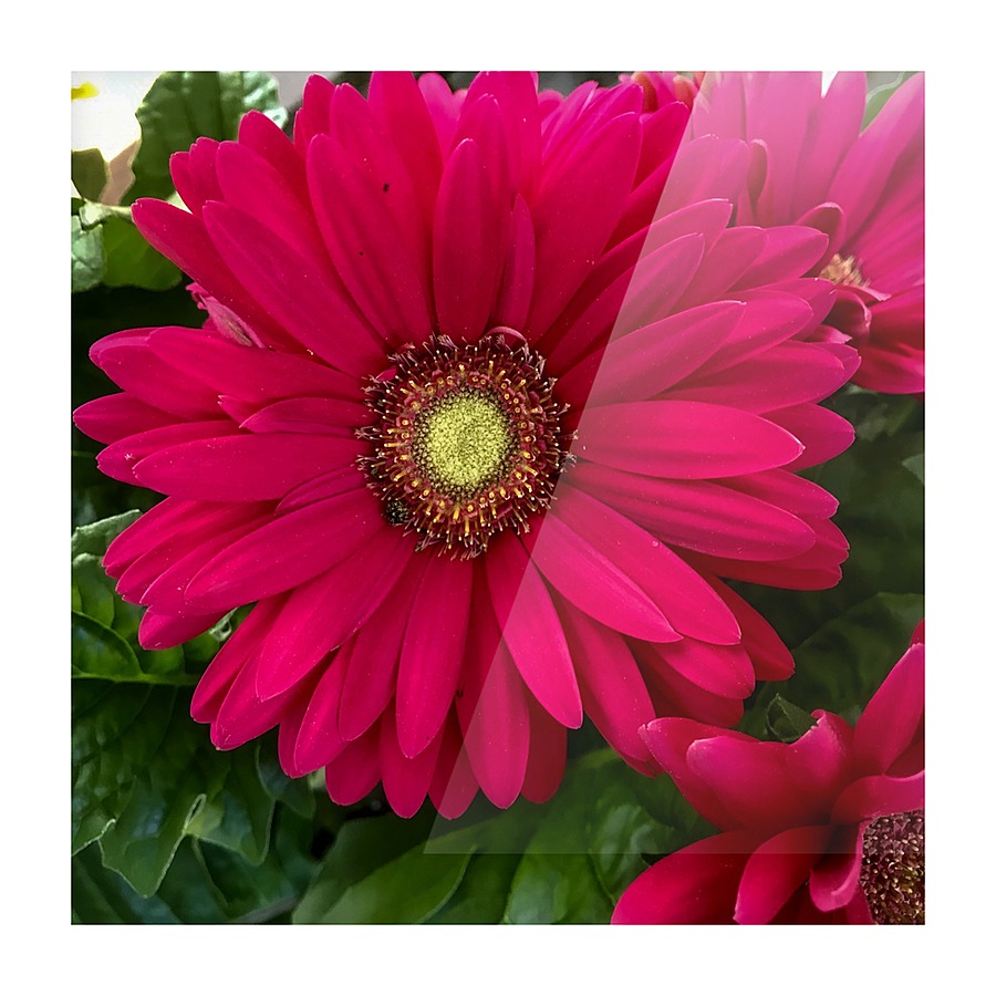 Gerbera Daisy Picture Frame print