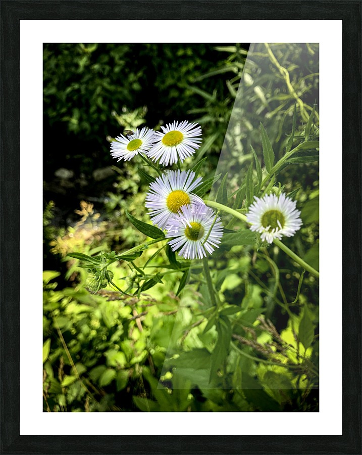 Wildflowers Picture Frame print