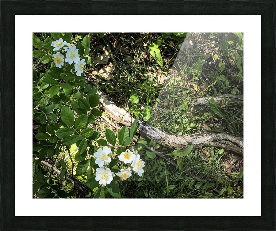 Daisy Cluster Picture Frame print
