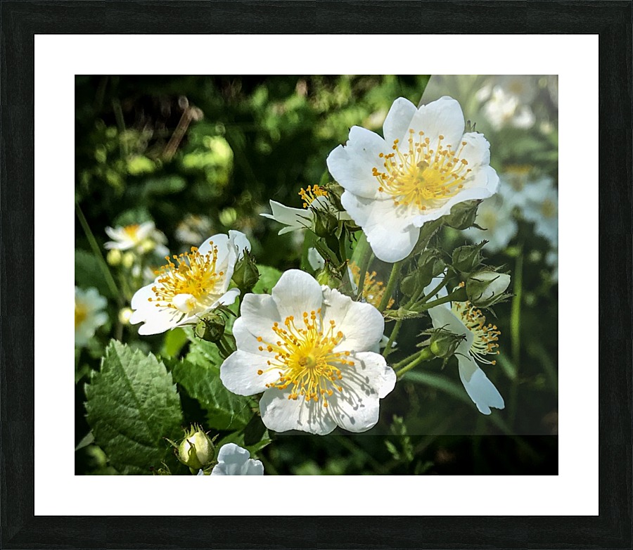 White Wildflowers  Picture Frame print