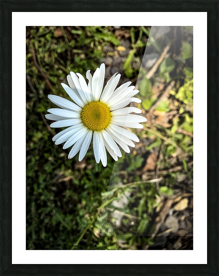 White Daisy  Picture Frame print