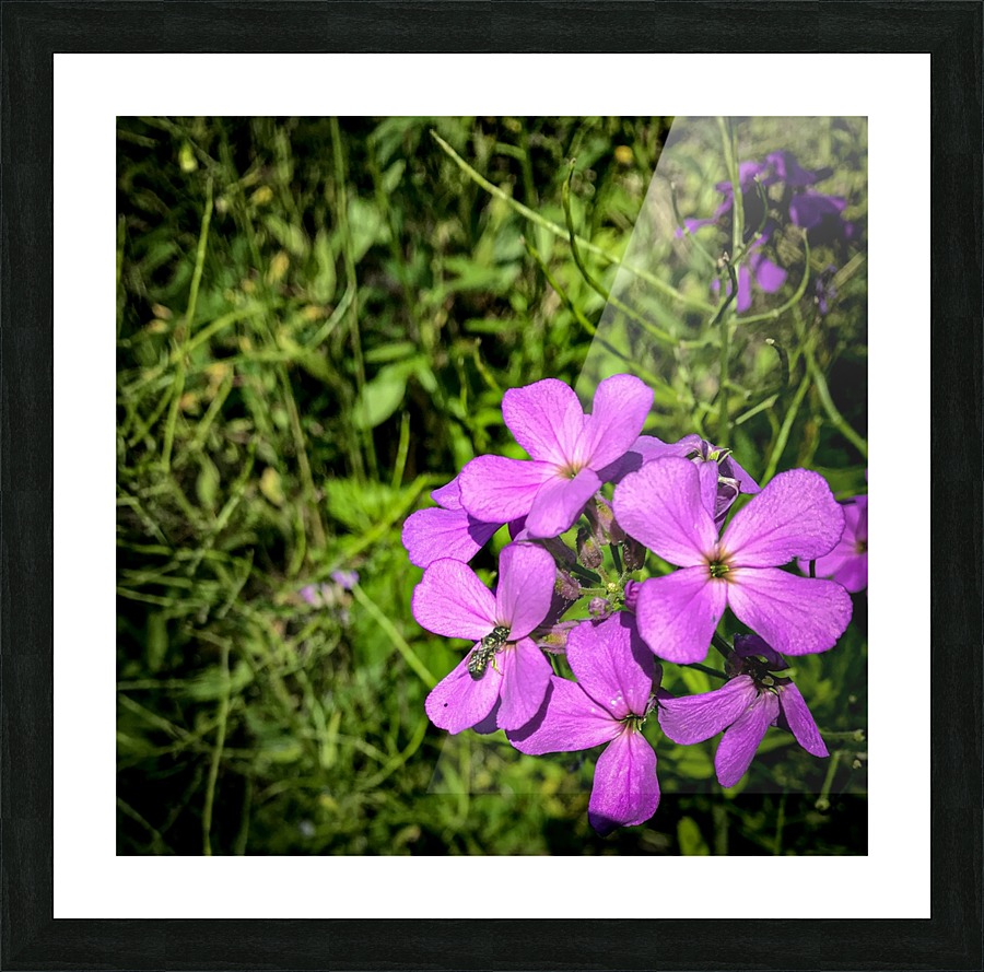 Purple wildflowers  Picture Frame print