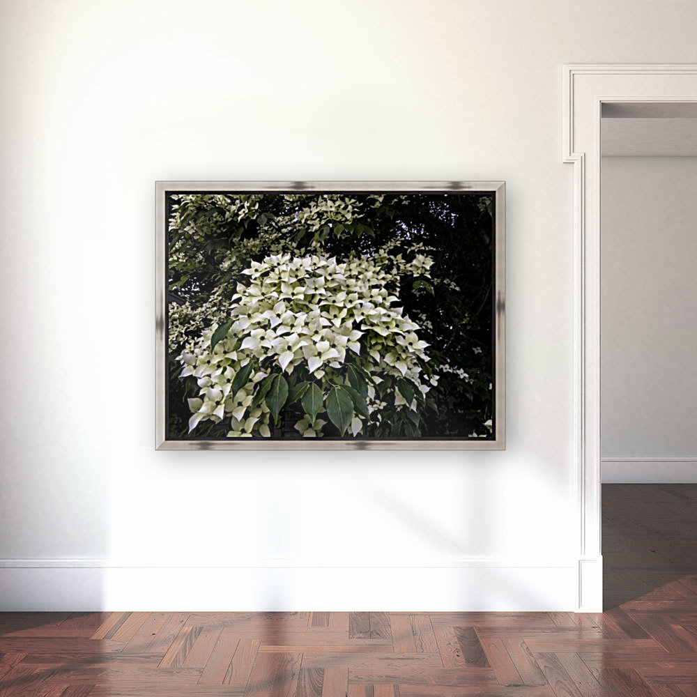 Dogwood Clusters  Reproduction