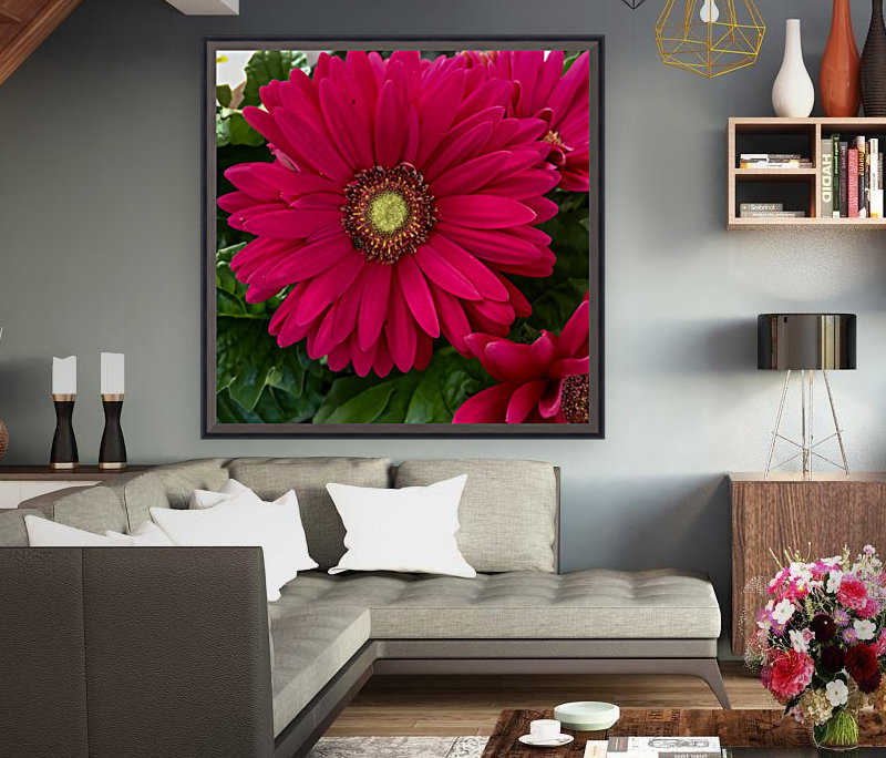 Gerbera Daisy Reproduction