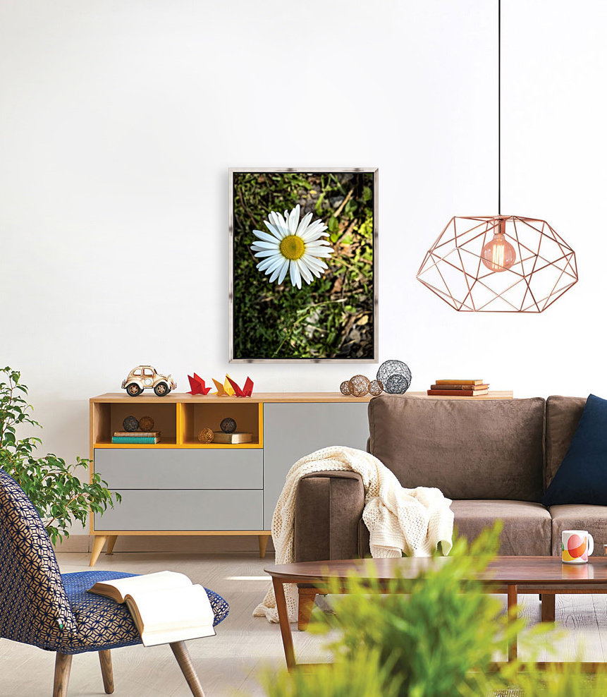 White Daisy Reproduction