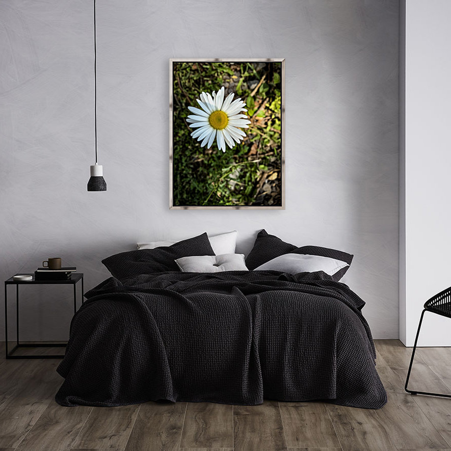 White Daisy  Reproduction