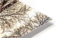 trees HD Metal print
