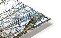Forest pano HD Metal print
